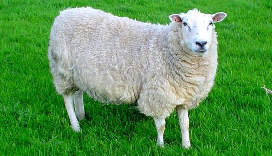 sheep-theft